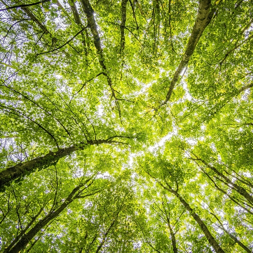 Image - pexels-felixmittermeier-957024.jpg