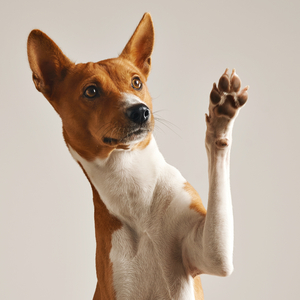 Image - adorable-chien-basenji-brun-et-blanc-souriant-et-donnant-un-haut-cinq-isole-sur-blanc.jpg